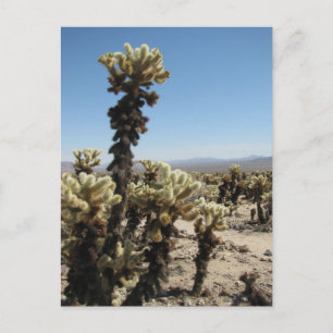 Cholla Garden - Joshua Tree Briefkaart