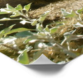 Cholla in Bloom Poster (Hoek)