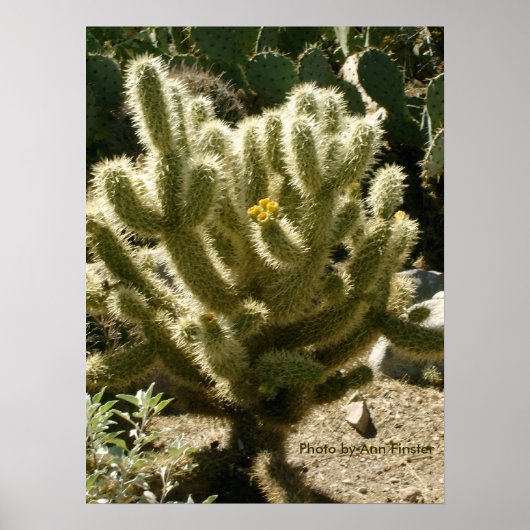 Cholla in Bloom Poster (Voorkant)