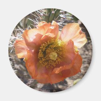 Cholla perzik bloei magneet