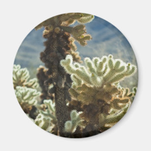 Cholla vanmiddag magneet