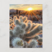 Chollas Cactus Sunrise Briefkaart (Voorkant)