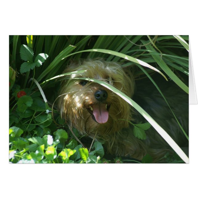 Chompers, The Earl of Puppydom (Voorkant Horizontaal)