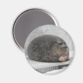 Chonky seal Magnet (Voorkant / Achterkant)