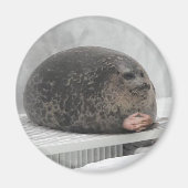 Chonky seal Magnet (Voorkant)