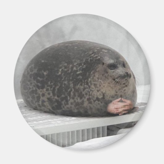 Chonky seal Magnet (Voorkant)