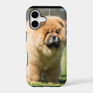 Chow chow