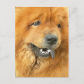 Chow Chow Briefkaart (Voorkant)