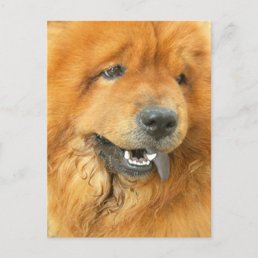 Chow Chow Briefkaart (Voorkant)