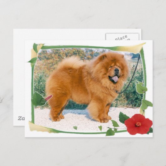 Chow-Chow Briefkaart (Voorkant / Achterkant)