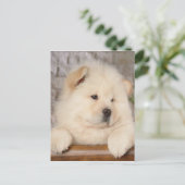 Chow Chow Briefkaart (Staand voorkant)