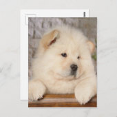 Chow Chow Briefkaart (Voorkant / Achterkant)