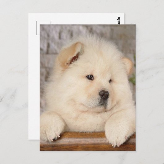 Chow Chow Briefkaart (Voorkant / Achterkant)