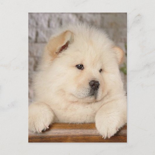 Chow Chow Briefkaart (Voorkant)