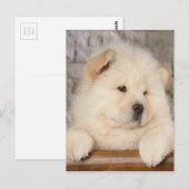 Chow Chow Briefkaart (Voorkant / Achterkant)