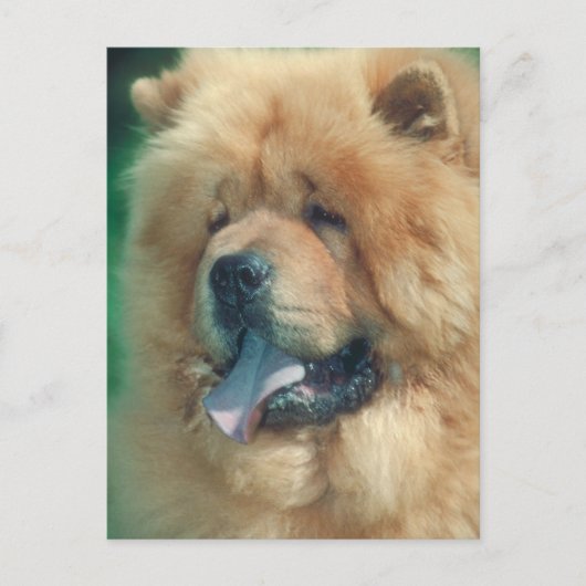 Chow Chow Briefkaart (Voorkant)