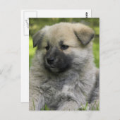 Chow Chow Dog Briefkaart (Voorkant / Achterkant)