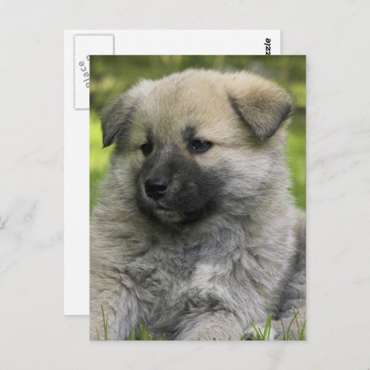 Chow Chow Dog Briefkaart (Voorkant / Achterkant)
