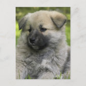 Chow Chow Dog Briefkaart (Voorkant)