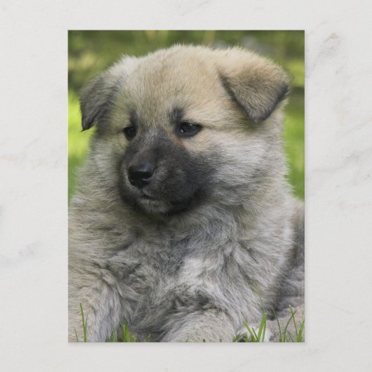 Chow Chow Dog Briefkaart (Voorkant)