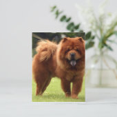 Chow Chow Dog Poses Briefkaart (Staand voorkant)