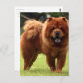 Chow Chow Dog Poses Briefkaart (Voorkant / Achterkant)