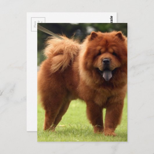 Chow Chow Dog Poses Briefkaart (Voorkant / Achterkant)