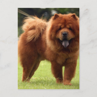 Chow Chow Dog Poses Briefkaart