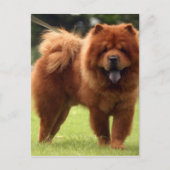 Chow Chow Dog Poses Briefkaart (Voorkant)