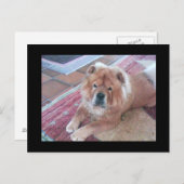 Chow Chow Dog Post Card Briefkaart (Voorkant / Achterkant)
