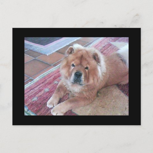 Chow Chow Dog Post Card Briefkaart (Voorkant)