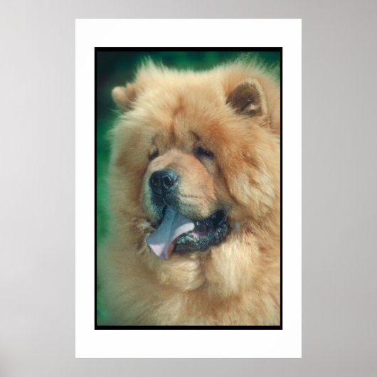 Chow Chow Poster (Voorkant)