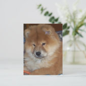Chow Chow Pup Briefkaart (Staand voorkant)