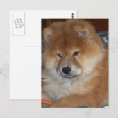 Chow Chow Pup Briefkaart (Voorkant / Achterkant)