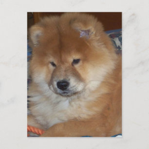 Chow Chow Pup Briefkaart