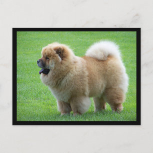 Chow Chow Puppy Dog Blank Greep Post Card Briefkaart