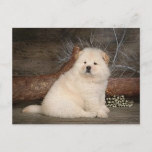 Chow Chow Puppy Dog Blank Greep Post Card Briefkaart