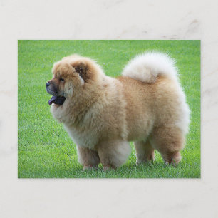 Chow Chow Puppy Dog Blank Greep Post Card Briefkaart