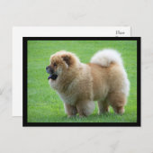 Chow Chow Puppy Dog Blank Greeting Post Kaart (Voorkant / Achterkant)
