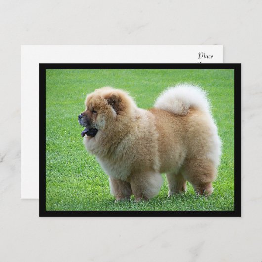 Chow Chow Puppy Dog Blank Greeting Post Kaart (Voorkant / Achterkant)