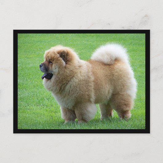 Chow Chow Puppy Dog Blank Greeting Post Kaart (Voorkant)