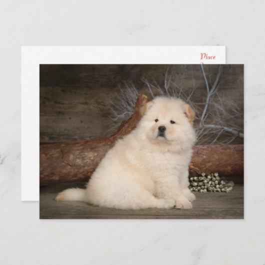 Chow Chow Puppy Dog Blank Greeting Post Kaart (Voorkant / Achterkant)