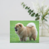 Chow Chow Puppy Dog Blank Greeting Post Kaart (Staand voorkant)