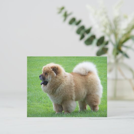 Chow Chow Puppy Dog Blank Greeting Post Kaart (Staand voorkant)