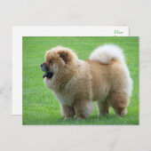 Chow Chow Puppy Dog Blank Greeting Post Kaart (Voorkant / Achterkant)