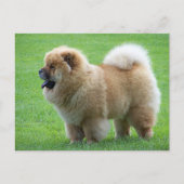 Chow Chow Puppy Dog Blank Greeting Post Kaart (Voorkant)