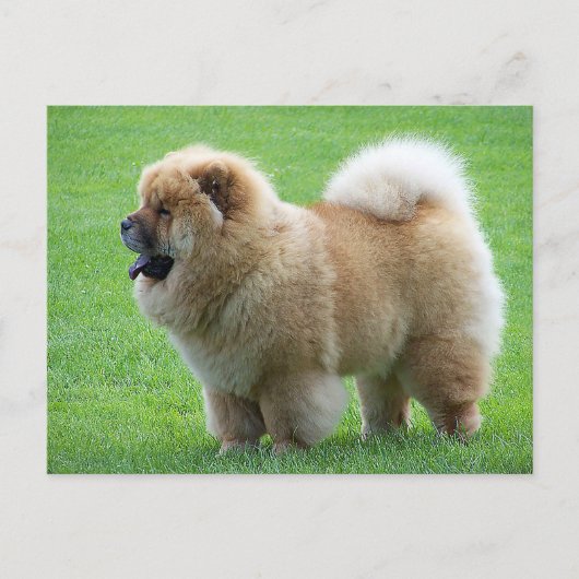 Chow Chow Puppy Dog Blank Greeting Post Kaart (Voorkant)