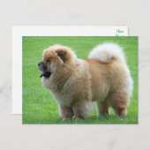 Chow Chow Puppy Dog - Hallo, liefde, denken aan jo Briefkaart (Voorkant / Achterkant)