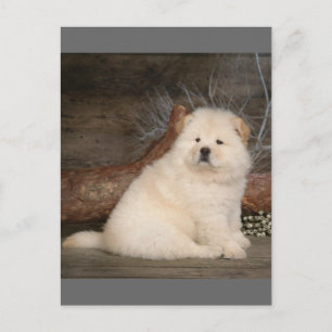 Chow Chow Puppy Hond Blanket Wenskaart Briefkaart