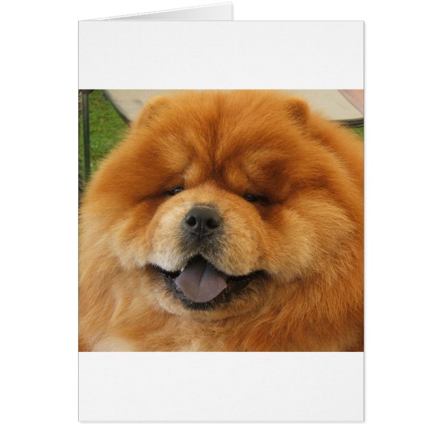 Chow Chow Rescue (Voorkant)